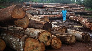 Senegal govt warns against Casamance deforestation
