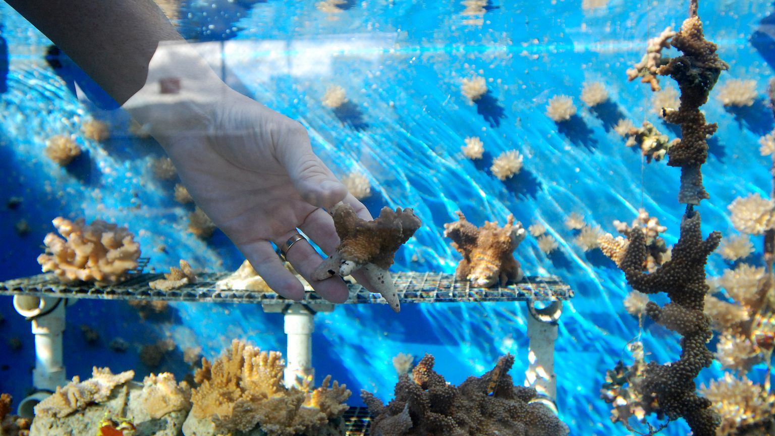 Teaching coral to toughen up could help reefs survive climate change