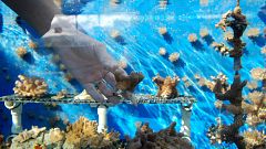 Teaching coral to toughen up could help reefs survive climate change