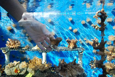 A coral recovery specialist with the state of Hawaii holds a piece of coral he and a team of scientists have been growing at the Anuenue Fisheries Research Center\'s coral nursery in Honolulu.