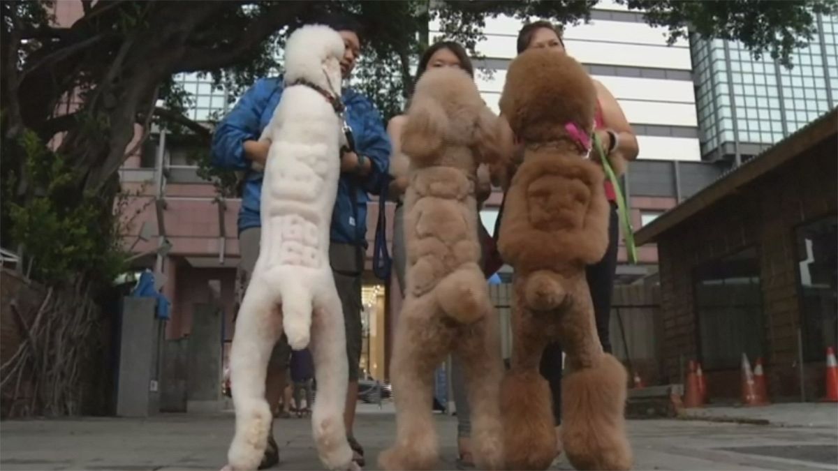 Bizarres Hobby: Haustiere in Taiwan konkurrieren um ausgefallene 'Frisuren'