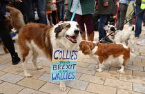 A collie at the Wooferendum in London