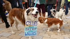 A collie at the Wooferendum in London