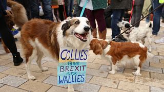 A collie at the Wooferendum in London