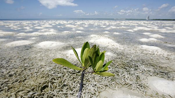 UN Framework Convention on Climate Change and Paris Agreement win Asturias Award UN Framework Convention on Climate Change and Paris Agreement win Asturias Award
