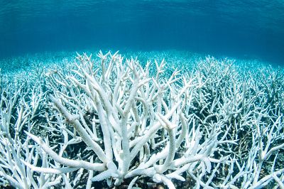 Bleached coral on Australia\'s Great Barrier Reef