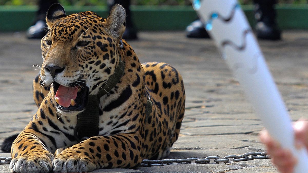 Olimpiyat meşalesi töreninde Jaguar paniği