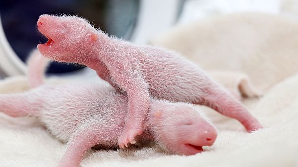 Chine : une femelle panda accouche de jumelles Chine : une femelle panda accouche de jumelles