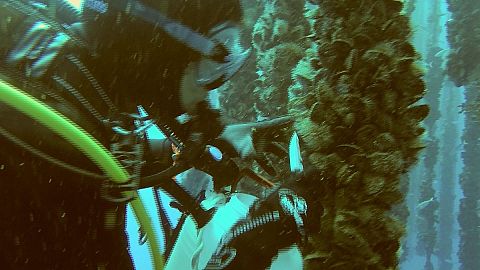 Skincare science under the sea