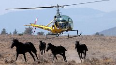 A helicopter herds a group of wild horses toward a large V-shaped trap at D