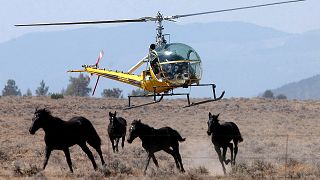 A helicopter herds a group of wild horses toward a large V-shaped trap at D