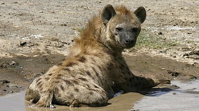 15-year-old boy loses face to hungry hyena in South African park