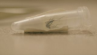Salgınlara karşı "sivri sineklerden kan numunesi" projesi