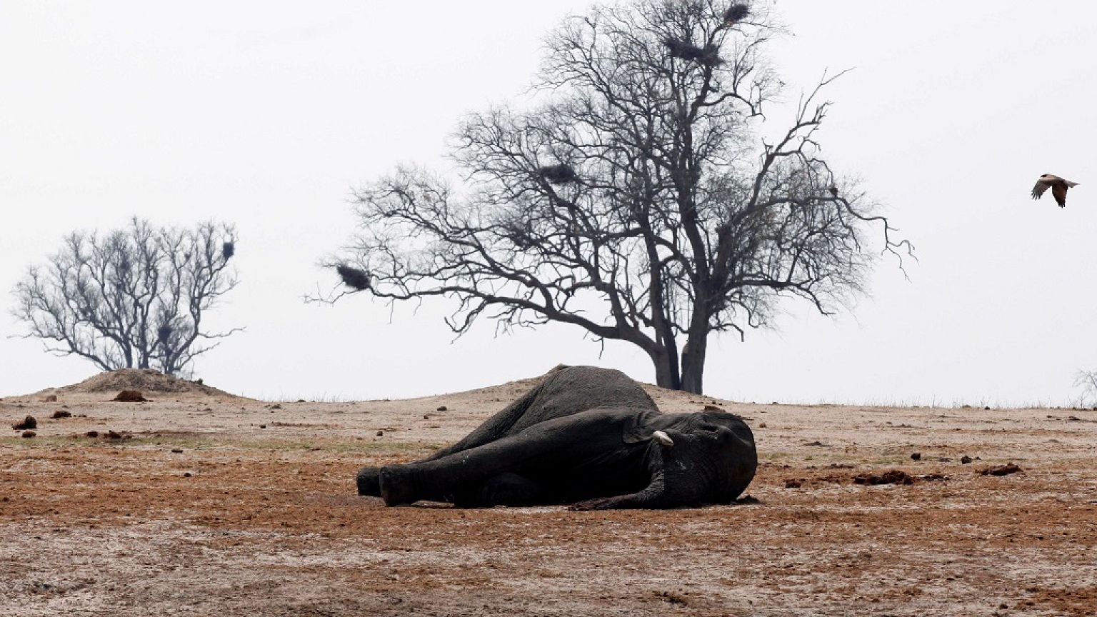 Kenya to adopt space technology for wildlife and ecosystems conservation