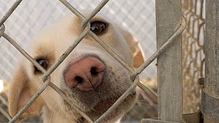 France : les internautes au secours des animaux abandonnés