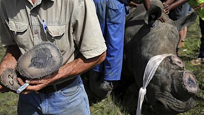 Over $1m rhino horns disappear at Zimbabwe park offices, boss suspended