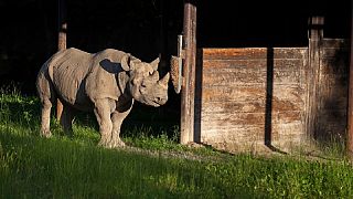 Eastern black rhino transferred from Czech to Tanzanian sanctuary