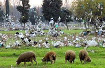 Європа відмовляється від пластикових пакетів, Україна на черзі?