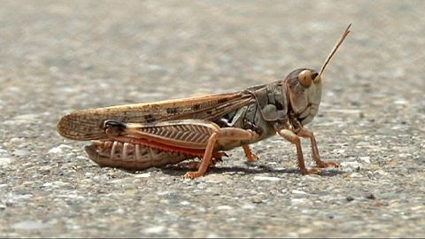 Una plaga de langostas hace estragos en Rusia