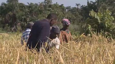 Uganda: Congolese refugees engage in rice cultivation