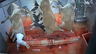 Animal cruelty: is violence inherent to abattoirs?