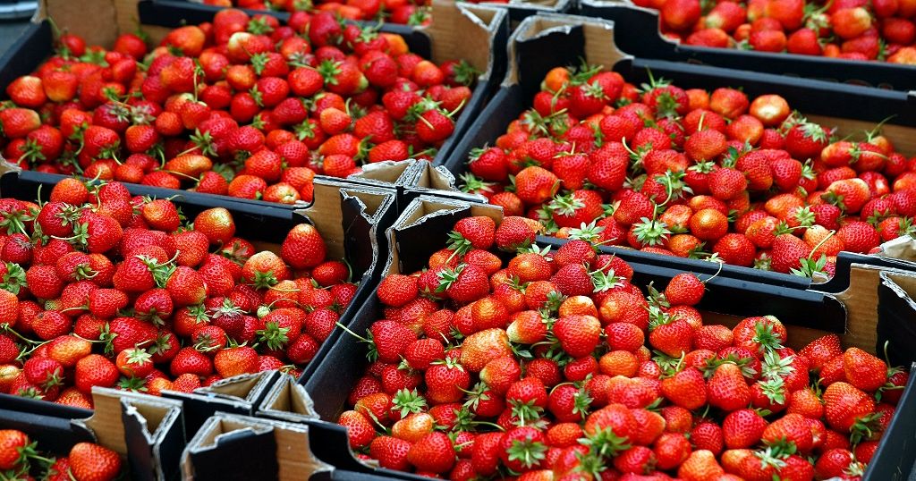 South African farmer grows coldloving strawberries in warm KwaZulu