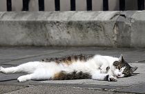 Le chat Larry reste au 10, Downing Street