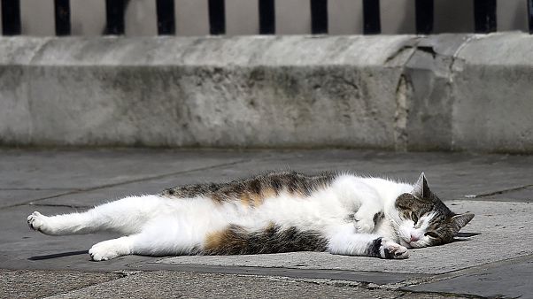 Post-Brexit stability at last as Larry the Cat remains at Number 10 Post-Brexit stability at last as Larry the Cat remains at Number 10
