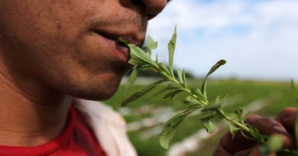 Poudre de feuilles de Stevia (édulcorant à base de plantes) – Botano