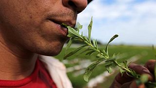Les vertus de la stevia et ses inconvénients