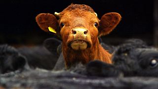 Image: Cows look out of a pen on a farm in the Scottish Borders