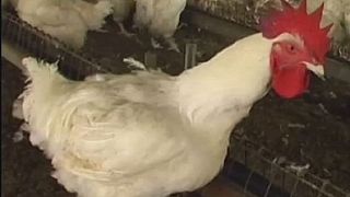 FAO calls for increased vigilance as Bird Flu spreads in West and Central Africa