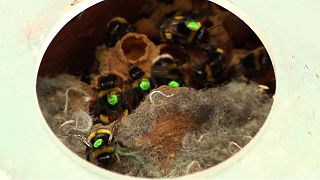 Λονδίνο: Μια νέα μέθοδος διάσωσης των μελισσών