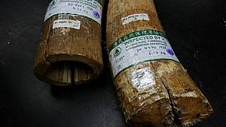 Vietnam fuelling growth of illegal ivory trade, conservation group Save the Elephants says