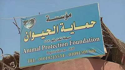 Égypte: au secours des chiens en détresse