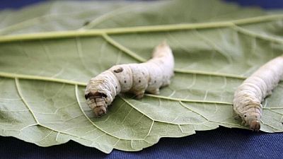 Caterpillar invasion threatening world's largest cocoa producer, Ivory Coast