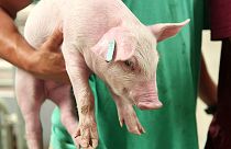 Crudeltà sugli animali d'allevamento: una questione di salute per gli esseri umani