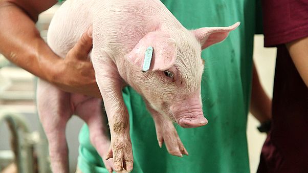 Animals, Abattoirs and Antibiotic resistance Animals, Abattoirs and Antibiotic resistance