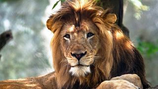Image: The Indianapolis Zoo's adult male lion named Nyack.