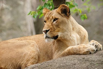Zuri, a lioness at the Indianapolis Zoo, was considered the dominant member of the pair of lions, which had been together for eight years.