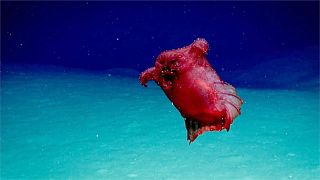 Image: 'Headless chicken' sea cucumber