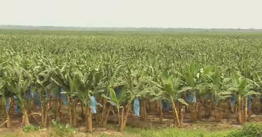 Banana farming in Ivory Coast revitalising Africanews