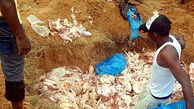 Sierra Leone : des habitants récupèrent des poulets pourris