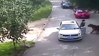 [video] Siberian tiger kills woman at Beijing wildilfe park