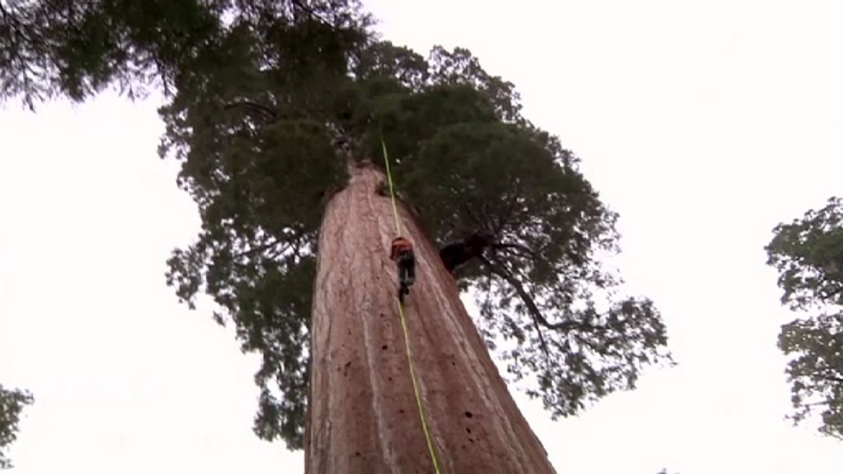 Séquoias : des arbres millénaires pour sauver la planète ?