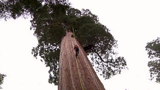 Poderão as sequoias gigantes ajudar a "arrefecer" o planeta?