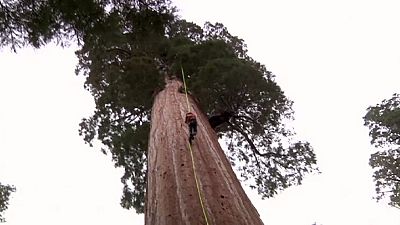 Cloning giant sequoias to battle climate change