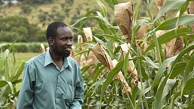Zimbabwe : 500 millions de dollars pour accroître la production de maïs