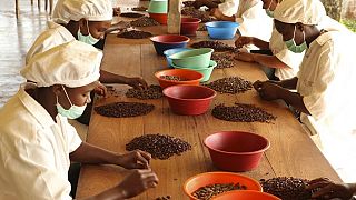 Un italien "roi du chocolat" à Sao Tomé