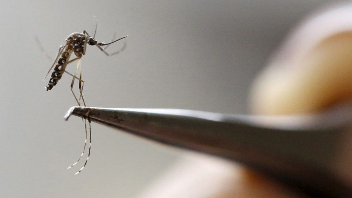 Does the Zika virus really threaten the Olympic Games?